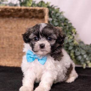 Zuchon puppy for sale near me pa