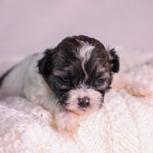 Zuchon puppy for sale pa