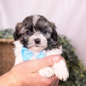 Zuchon puppy for sale teddy bear