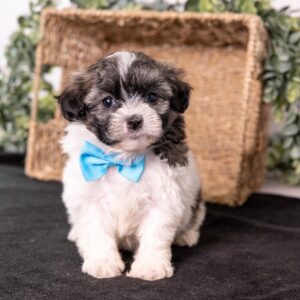 Zuchon puppy for sale teddy bear puppy