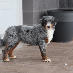 adult bernedoodle elmo