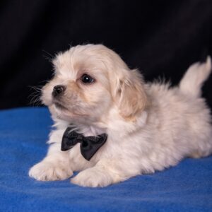 bichon shih tzu mix