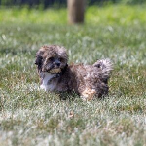 bichon shih tzu mix