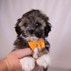 bichon shih tzu mix