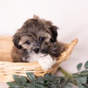 bichon shih tzu mix near me