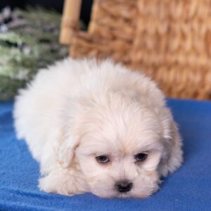 bichon shih tzu mix puppies