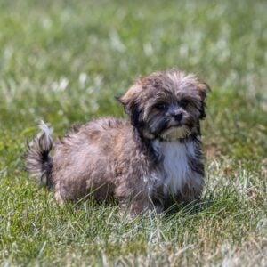 bichon shih tzu mix puppies for sale