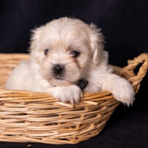 bichon shih tzu mix puppies for sale near me pa