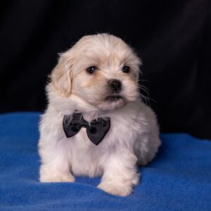 bichon shih tzu mix puppy