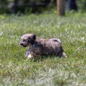 bichon shih tzu mix puppy