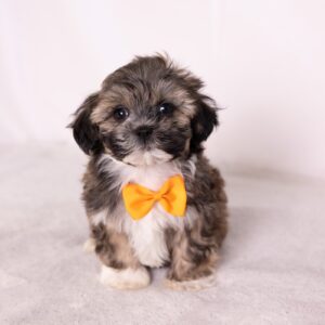 bichon shih tzu mix puppy