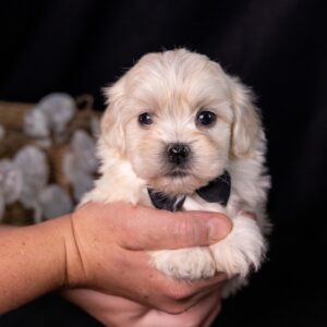 bichon shih tzu mix puppy for sale