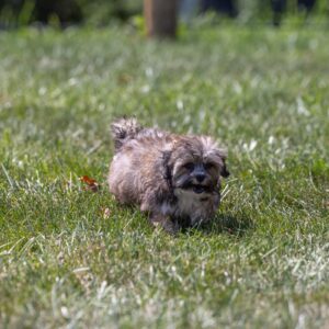 bichon shih tzu mix puppy for sale