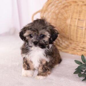 bichon shih tzu mix puppy for sale