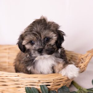 bichon shih tzu mix puppy for sale near me