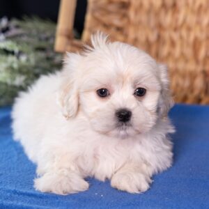bichon shih tzu mix_