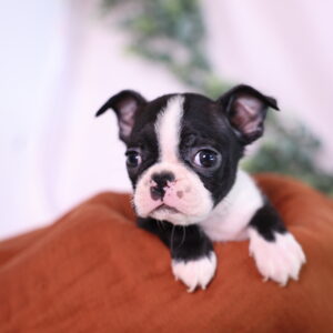 boston terrier puppies breeder
