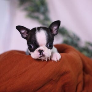 boston terrier puppy for sale pa