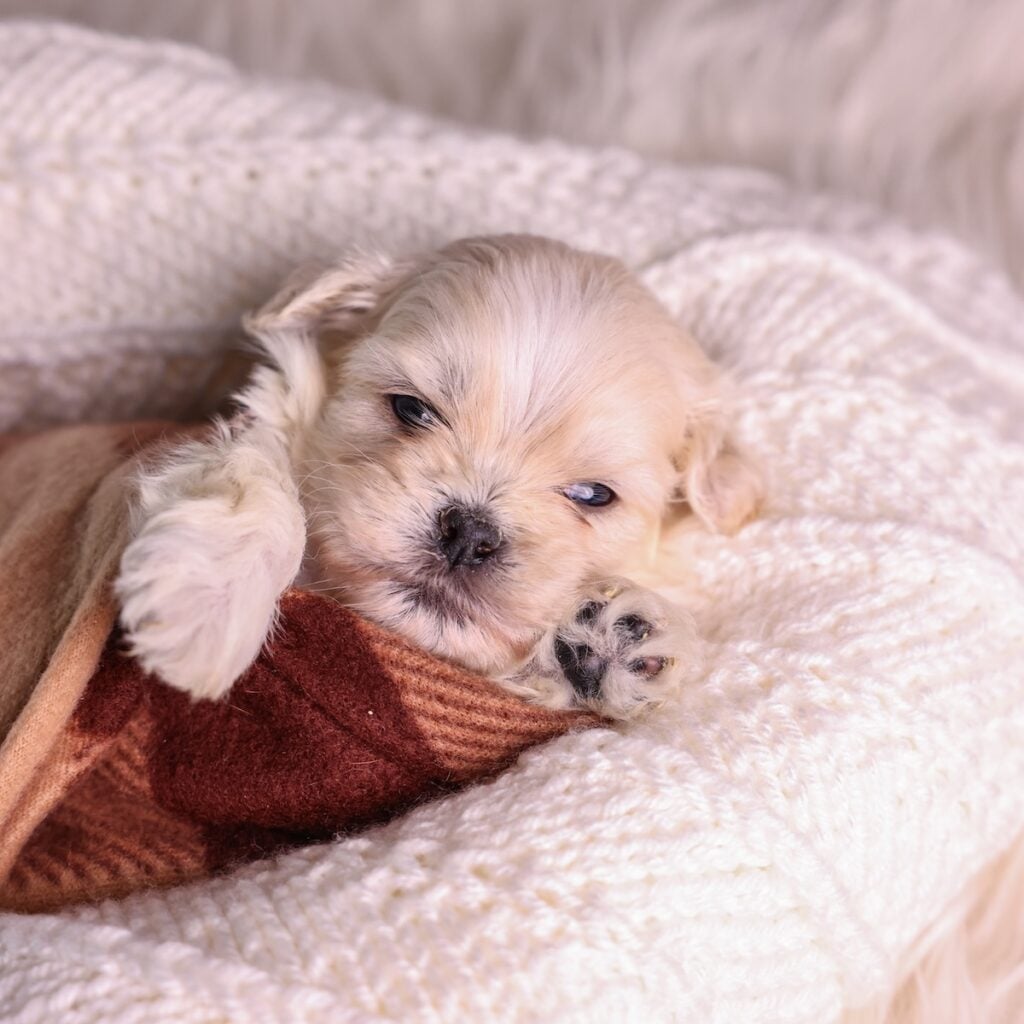 breeder bichon shih tzu mix