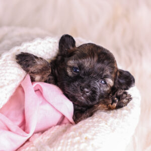 brown and tan Shichon puppy