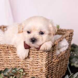 cream teddy bear puppy near me pa