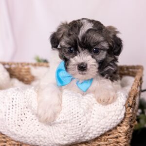 cute Zuchon puppy for sale