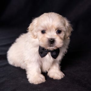 cute bichon shih tzu mix