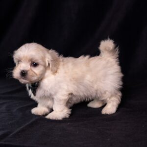 cute bichon shih tzu mix for sale