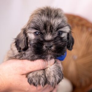 cute shichon