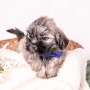 cute shichon puppies