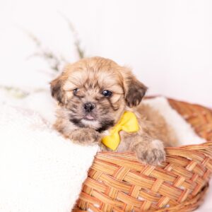 cute shih tzu mix with bichon near me pa