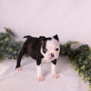 cute small dogs