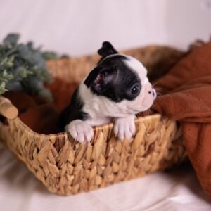 cute small dogs for sale