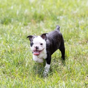 cute small dogs near me pa