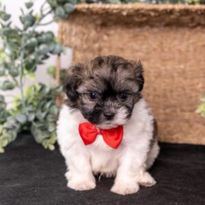cute white and brown teddy bear dog