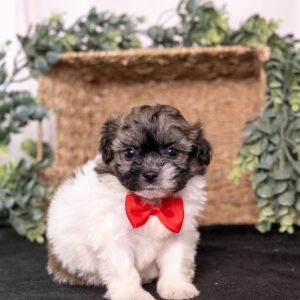 cute white and brown teddy bear dog near me