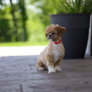 eclipse adult shichon