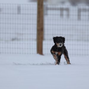 ellen adult mini bernedoodle