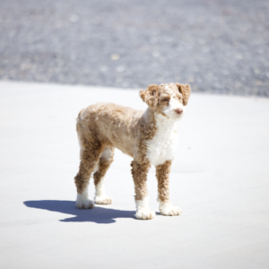 emmi micro bernedoodle adult