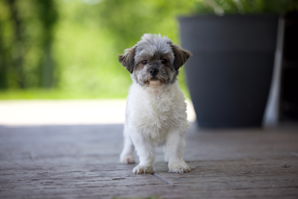Shichon Adult Estella