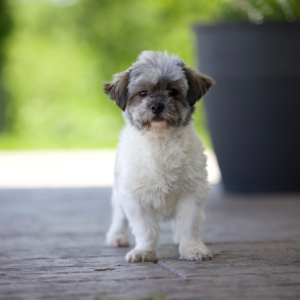 Shichon Adult Estella