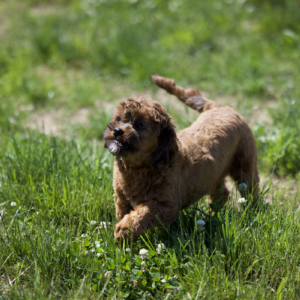 evelin shichon adult