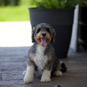 macy adult berneododle
