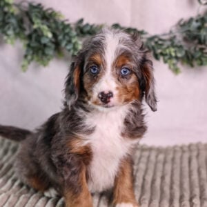 merle micro bernedoodle