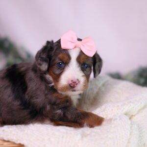 merle micro bernedoodle for sale in pa