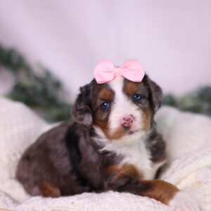 merle micro bernedoodle puppy