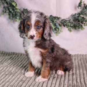 merle micro bernedoodles
