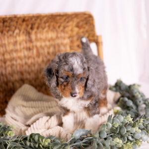 micro Bernedoodle merle puppies