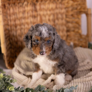 micro Bernedoodle merle puppies for sale pa