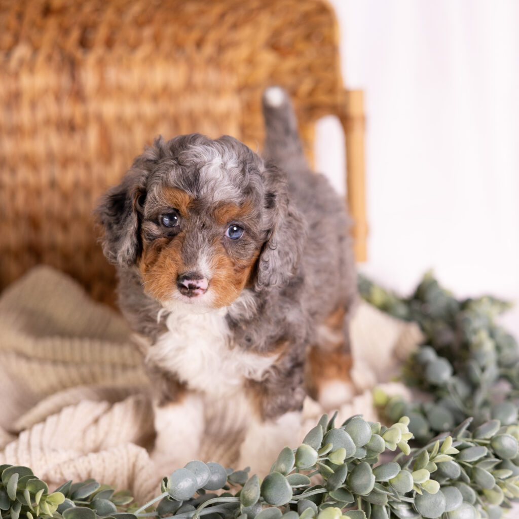 micro Bernedoodle merle puppy